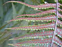 Fougere - Dryopteris Affinis subsp Affinis (fam Dryopteridacees) (Europe, Asie) (3) (Photo F. Mrugala)